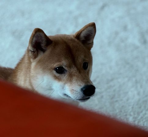 写真家 桶屋智秋の作品。ソファの陰からこちらをうかがう柴犬